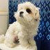 Theo (@kreekspuppy) Twitter profile photo Theo (@kreekspuppy) Twitter profile photo