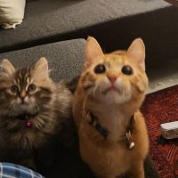 marshall lily (@marshalllilycat) 's Twitter Profile Photo marshall lily (@marshalllilycat) 's Twitter Profile Photo