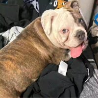 Bambam23d (@bambam23g) 's Twitter Profile Photo