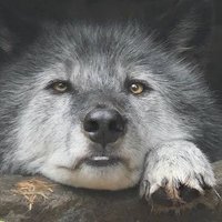 Remus (@spear_wolp) 's Twitter Profile