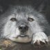 Remus (@spear_wolp) Twitter profile photo Remus (@spear_wolp) Twitter profile photo