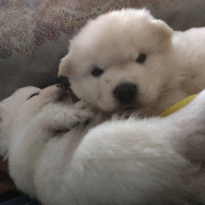 caecidi_'s profile picture. #AHOF 🐥🩷