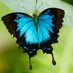 BeBop Butteryfly (@bebopbutterfly) Twitter profile photo BeBop Butteryfly (@bebopbutterfly) Twitter profile photo