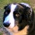 Mrs. Puppy Puppyness (@herpuppyness) Twitter profile photo Mrs. Puppy Puppyness (@herpuppyness) Twitter profile photo