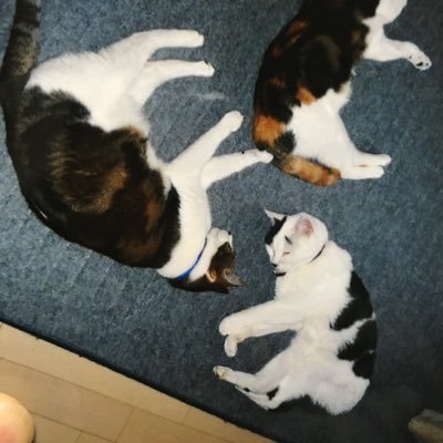 私は料理と旅行が大好きな女性です。食べ物は私の心をつかむものだからです。
この食事には私の心がこもっています❤️💯。
本当の愛:満腹のお皿と幸せなお腹🤪。