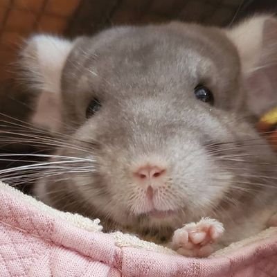 チンチラのおじぞーだよ!
ゆーちゅーぶにモグモグ動画あげてるよ。
いっぱい食べておおきくなるぞ🥕
YouTube💻▶https://t.co/3DzJaTOj7K
Instagram📷▶https://t.co/2Zt0qCPRkK
