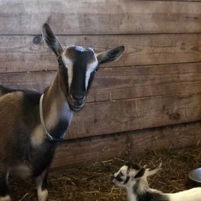 Mizeryhuntr's profile picture. No