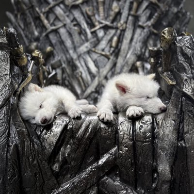 pmcbbwb's profile picture. Dracarys!!!