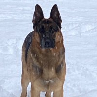 K9 Tracker (@smg857) 's Twitter Profile Photo