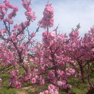 kanegon062's profile picture. もも好き
カービー学会