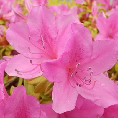 DNIhJMreB574857's profile picture. 畑菜園作り 花観賞 スイーツ
大好き