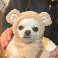 チワワのりん (@rin_2023_) 's Twitter Profile