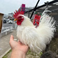 鶏好き (@mid46335) 's Twitter Profile