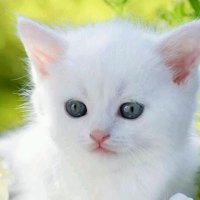 Premchand Singh (@singhs16500) 's Twitter Profile