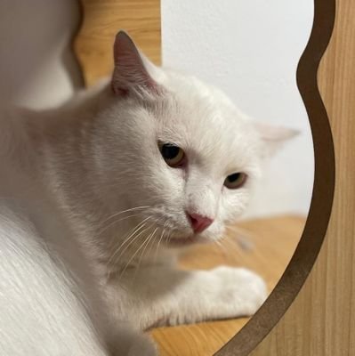 meowdotjpg's profile picture. Cats Owner | #สีนิล #สีนวล