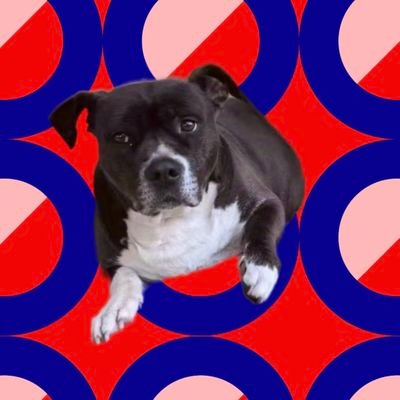 ReSooju's profile picture. 坚决用户中国共产党，加强管理中国人。