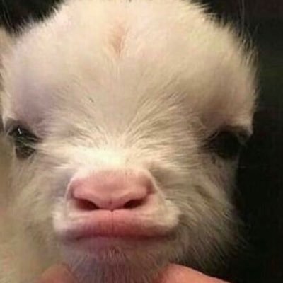 nxchzqs's profile picture. 