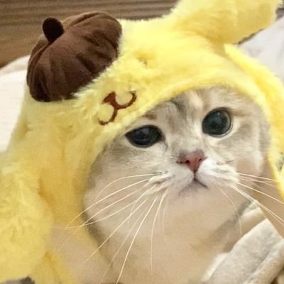 Fukochann's profile picture. 17 岁｜高中生｜mtx｜ENFP｜最爱的老婆🥰@lihedong5