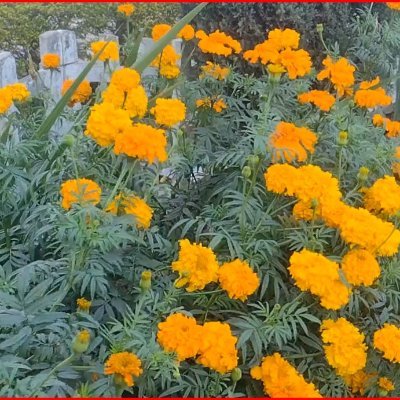 कफस में मुझ से रूदादे चमन कहते न डर हमदम
गिरी थी जिस पे कल बिकली वो मेरा आशियाँ क्यों हो