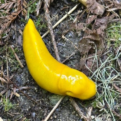 Sunshinesopun's profile picture. 