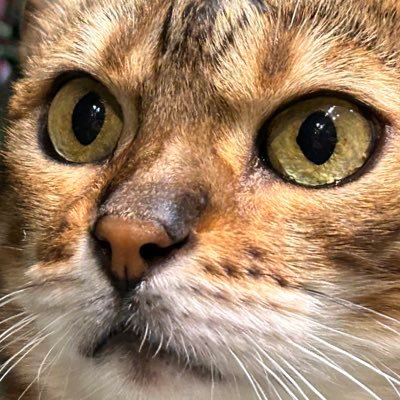 さがーさんのプロフィール画像