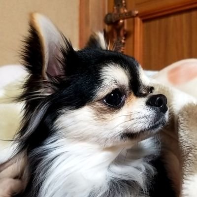 Webライティング講座受講始めました!/四国在中(広島→福岡→徳島)/ラーメン屋🍜カレー屋🍛開拓、時々カフェ巡り☕/高知が好き✨カツオは刺し身派🐟おすすめスポット発信していきたいです📷