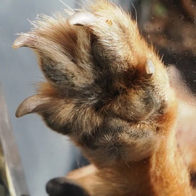pawpaw_druid's profile picture. 狐人德鲁伊.赛博萨满.庄子低熵研修会游离态会员 🐾