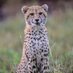 cheetah (@pet_cheetah00) Twitter profile photo cheetah (@pet_cheetah00) Twitter profile photo