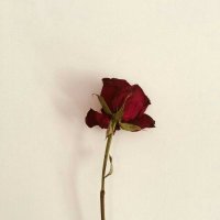 Saudade (@saudadedebiyat) Twitter profile photo