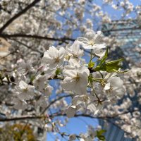 あやか (@karasu_kyukyu) 's Twitter Profile