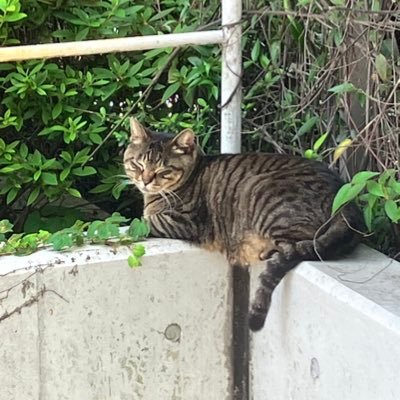 砕月さんのプロフィール画像