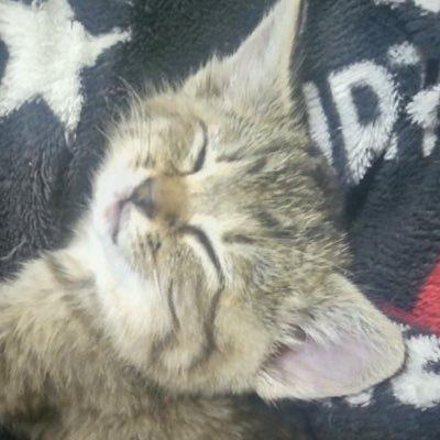 キャッツは、可愛ええぞ