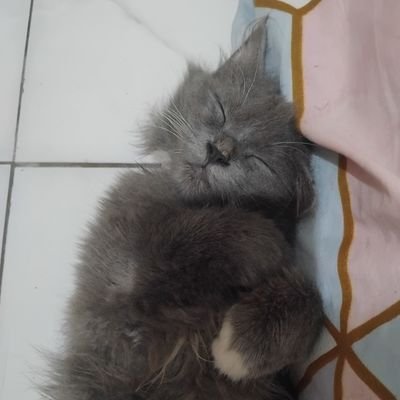 penggilacoklat's profile picture. Allah SWT ||📍Auto2000 Marelan, Toyota