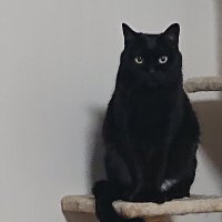 冷やし野良猫 (@hiyasinoraneko) 's Twitter Profile Photo 冷やし野良猫 (@hiyasinoraneko) 's Twitter Profile Photo