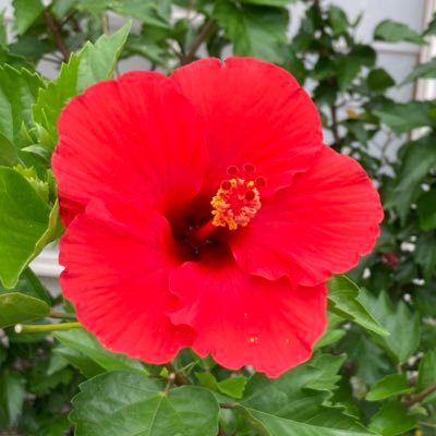 mikan_dpc's profile picture. DA PUMPが大好き❤️💙💛💚🧡🤎