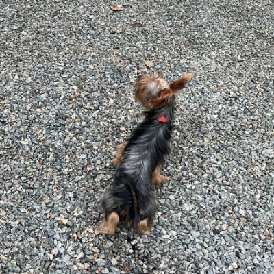 Alfredo261gvd's profile picture. 