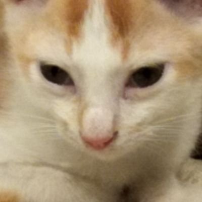 kneepsha's profile picture. they/them, 22, 
EVOL AS HECK
mayor of yapperton
🇵🇸 FREE PALESTINE
also minors dni