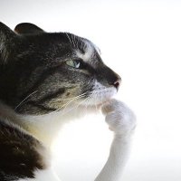 michal (@perchive) 's Twitter Profile