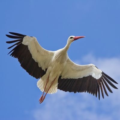 StMyw21884's profile picture. שמעתי שרעיל פה