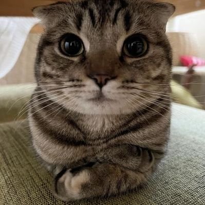 @Waelnoob6669