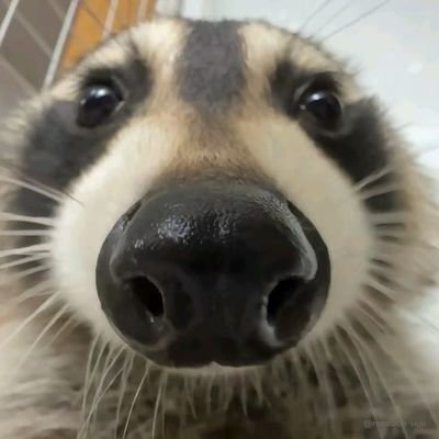 Cepticbob's profile picture. Racoon