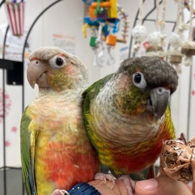 ka_0204_no's profile picture. ゲームと犬と鳥と齧歯類が好きな元レイヤーの日常。病気が治ったので再発防止と感染対策を頑張ってるよ。治療がちょっと大変なのでたまに具合悪い。スローライフツイステ牧場アトリエネオロマなどが好き。