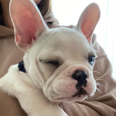 ponpon2131's profile picture. ソフビの魅力を伝えていきたいです。過去に手に入れた可愛いソフビを中心に気の向くままに紹介。#ソフビ #sofvi #popmart #アートトイ #toy #カプセルトイ #VAG #ガチャ