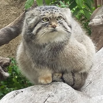 C0rgi_Thunder's profile picture. IT系企業のマネージャーです。趣味はコーギーといつかバイク。