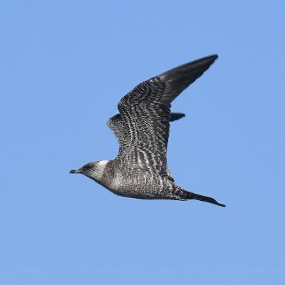 Tokyo/Seabirds/Jogashima(Kanagawa Pref)/LL372/Canon-BINOCULARS18×50&10×42/SWAROVSKI-ATX 30-70x95/Nikon-Z8/Nikon-600mm f/6.3/SONY-HDR-CX680/@skua_jaeger