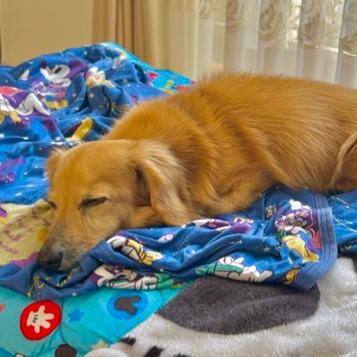 まっぴさんのプロフィール画像