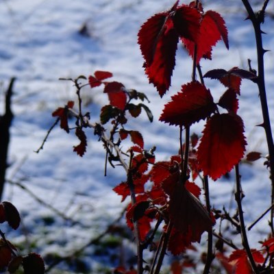 ermis_halitt's profile picture. Rojnamevan-Gazeteci