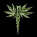 Agro Creations (@agro_creations) Twitter profile photo Agro Creations (@agro_creations) Twitter profile photo