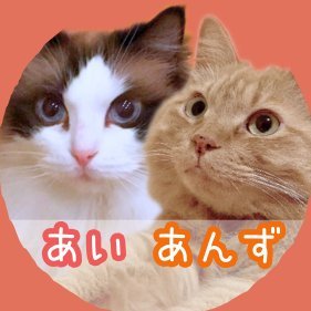 ▷ラグドールのあい(15歳)と茶トラのあんず(8歳)の
“シニアな日常”をゆるっと投稿中🐾
▷中の人はねこ好き、みーこです🙋🏻♀️
▷猫と暮らす私の日々を、ブログ&SNSで綴ってます。
▷猫&キャットニップの記録はリンク先からどうぞ📝
#相互フォロー #猫好きさんと繋がりたい