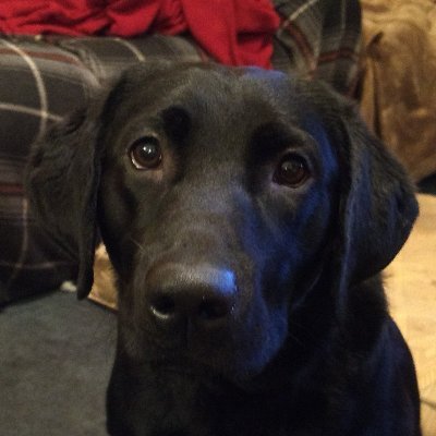 @JetDaDog